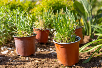 Fototapeta premium Vibrant green plants in terracotta pots brighten a sunlit garden, showcasing natural beauty and growth.