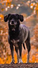 Dog style