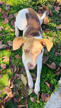 Cachorrinho