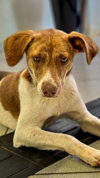 Cachorro branco
