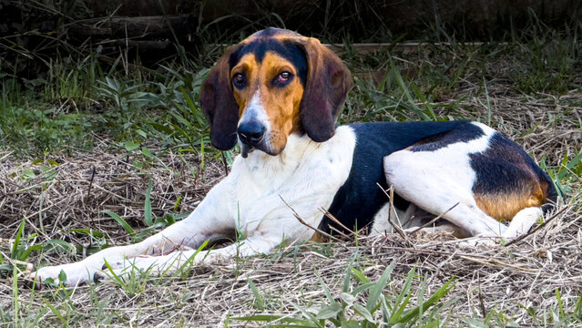 beagle dog on grass
