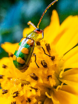 beetle on yellow flower