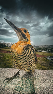 bird in the sky