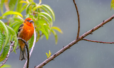 Closeup of a flame-colored tanager perched in a tree.