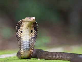 Cobra, deadly serpent living in nature
