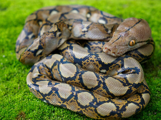 Pythons are reptiles that live in natural habitats.	

