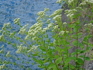 White flowers with green leaves accented on a water background.