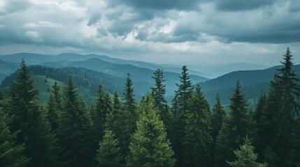 Fototapeta premium Landscape photo of Carpathian Mountains forest with mountains in the background, clouds and sky, pine trees