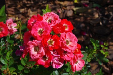 Fototapeta premium red and pink flowers