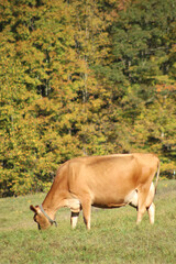 cow on the pasture
