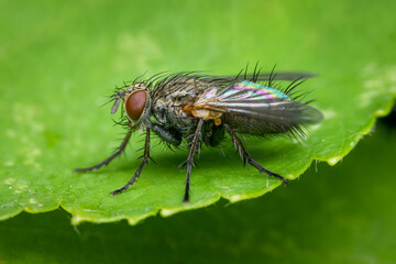 Close-up of Tiger Fly on green leaf 