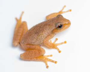 Spring Peeper frog on white background