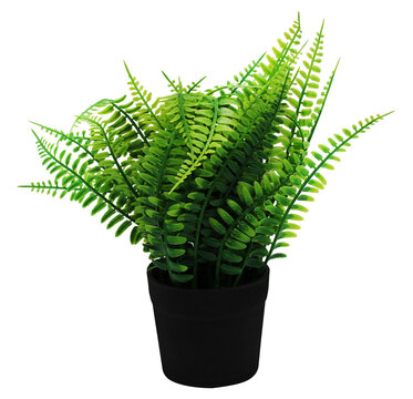 planta de helechos 