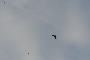 Fototapeta premium Crows flying in the cloudy blue sky