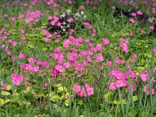 野原に咲くハナカタバミの花