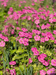 Obraz premium 野原に咲くハナカタバミの花