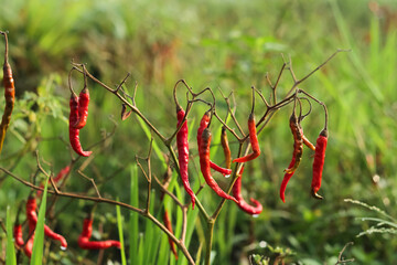 Photo of a chili plant that has died but still has red chilies.