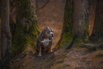 The dog is sitting between the trees.