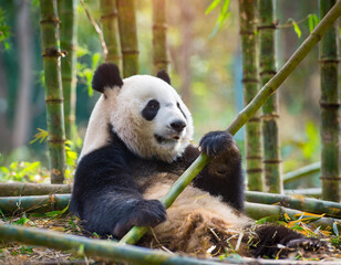 Obraz premium Zabawna panda w lesie bambusowym