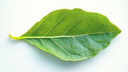 Obraz premium Single vibrant green leaf isolated on white. (3)