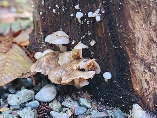 mushrooms on the beach