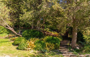 tree in the garden