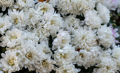 close up of white chrysanthemum