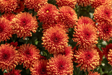 orange chrysanthemum flowers