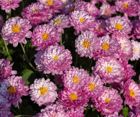 pink and white flowers mums background