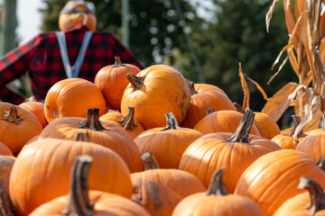 pumpkins in a truck