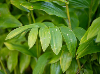 green leaves with dew drops