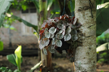 Photo of the Begonia ornamental plant.