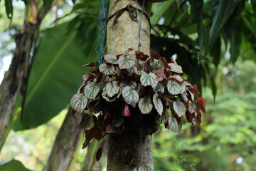 Photo of the Begonia ornamental plant.