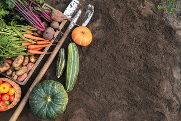 Harvest of Organic autumnal vegetables in garden top view, background texture, copyspace....