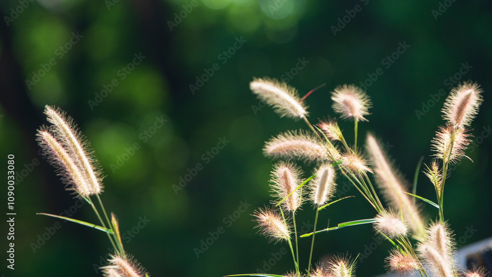 Sticker Grass flowers in the garden with soft focus, nature background.