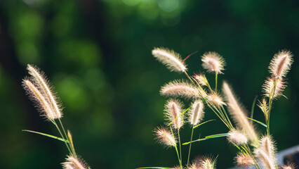 Obraz premium Grass flowers in the garden with soft focus, nature background.
