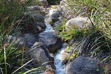 close-up rushing waters of a babbling brook foam over large rocks amid dense tall green grasses in sunshine