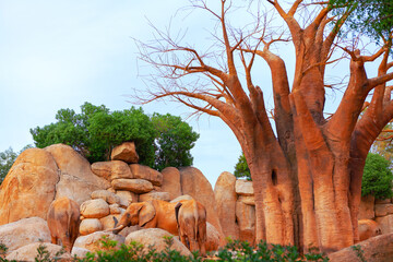 Group of elephants in a naturalistic enclosure that includes large rocks and a prominent baobab...