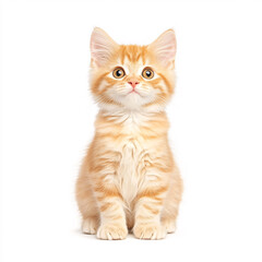 Obraz premium A charming orange kitten poses cutely in a bright indoor setting. On white background
