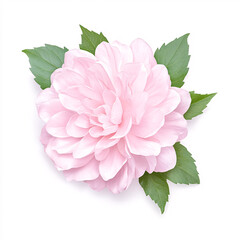 Captivating close-up of a pink flower showcasing its delicate beauty. On white background