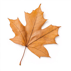 A vibrant autumn leaf captures the essence of fall's beauty. On white background