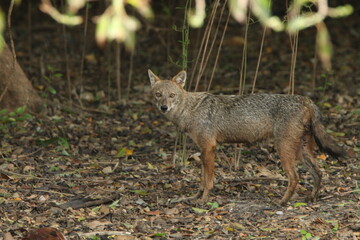 Naklejka premium The Golden Jackol in Sri Lanka. 