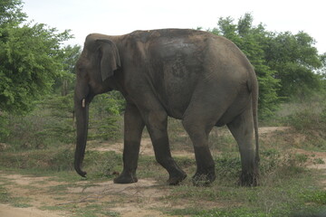 Sri Lankan Elephants in the Wild, Sri Lanka 