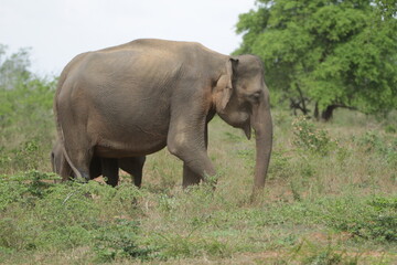 Fototapeta premium Sri Lankan Elephants in Udawalawa National Park, Sri Lanka 