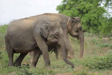 Obraz premium Sri Lankan Elephants in Udawalawa National Park, Sri Lanka 
