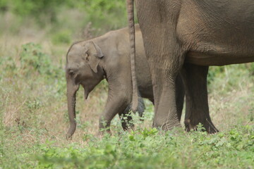 Sri Lankan Elephants in Udawalawa National Park, Sri Lanka 