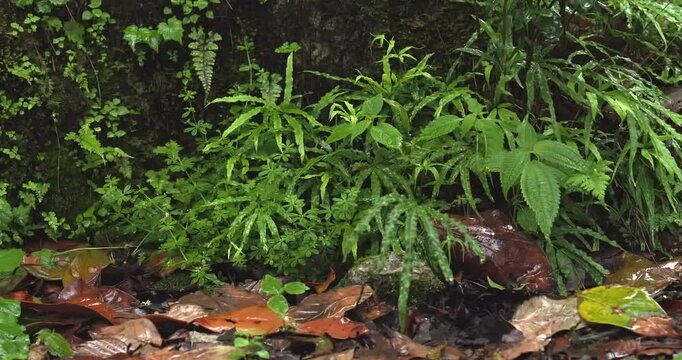 A tropical rainforest, with raindrops falling on the leaves