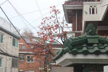 Green Korean Hanok style gateway roof with persimmon tree in the background