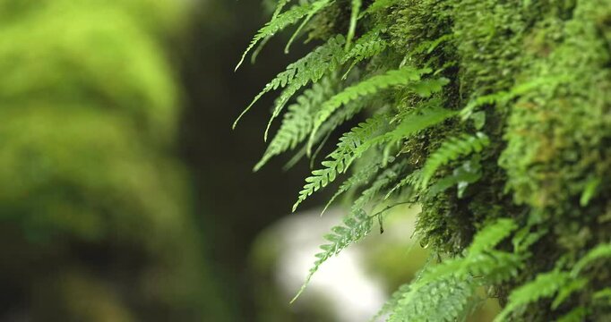 A tropical rainforest, with raindrops falling on the leaves