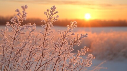 Obraz premium Frosty plants at sunrise.